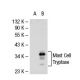 Mast Cell Tryptase Antibody (AA1) - Western Blotting - Image 31805 