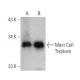 western blotting image from recommended Mast Cell Tryptase (G3) monoclonal antibody replacement. Image 355306