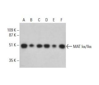 MAT Iα/IIα Antibody (B-10) - Western Blotting - Image 395741