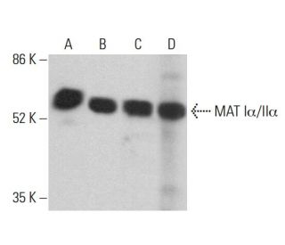 western blotting image from recommended MAT I&alpha;/II&alpha; (B-10) monoclonal antibody replacement. Image 360255