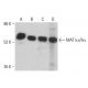 western blotting image from recommended MAT Iα/IIα (B-10) monoclonal antibody replacement. Image 360255