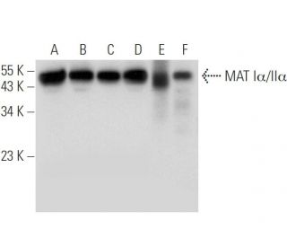 MAT Iα/IIα Antibody (B-10) - Western Blotting - Image 309492