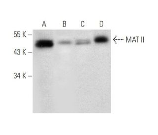MAT II Antibody (F-12) - Western Blotting - Image 309493