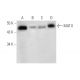 MAT II Antibody (F-12) - Western Blotting - Image 309493