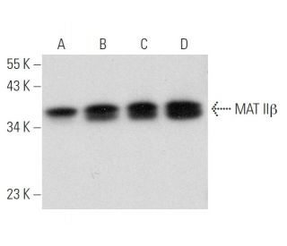 MAT II&beta; Antibody (G-6) - Western Blotting - Image 314225 