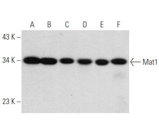 western blotting image from recommended Mat1 (F-6) monoclonal antibody replacement. Image 357966