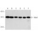 western blotting image from recommended Mat1 (F-6) monoclonal antibody replacement. Image 357966