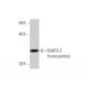MATH-2 Antibody (3G7) - Western Blotting - Image 350259
