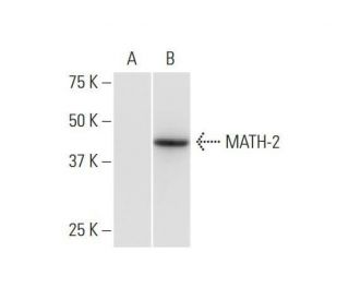 MATH-2 Antibody (3G7) - Western Blotting - Image 352212 