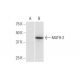 MATH-2 Antibody (3G7) - Western Blotting - Image 352212 