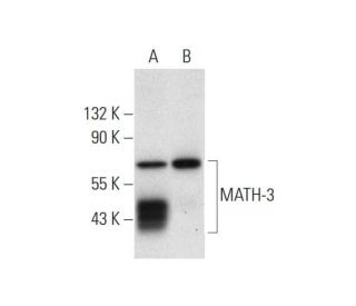 MATH-3 Antibody (D-10) - Western Blotting - Image 297916 