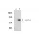 MATH-3 Antibody (D-10) - Western Blotting - Image 297912