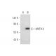 MATH-3 Antibody (D-10) - Western Blotting - Image 297913 
