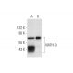 MATH-3 Antibody (D-10) - Western Blotting - Image 297916 