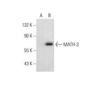 MATH-3 Antibody (D-10) - Western Blotting - Image 297913Each CRISPR/Cas9 Knockout (KO) Plasmid product consists of a pool of 3 plasmids designed to ensure identification and cleavage of a specific gene for maximum knockout efficiency. Each plasmid encodes a unique 20 nt sequence derived from the GeCKO (v2) library. 