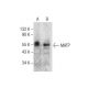 MATP Antibody (F-4) - Western Blotting - Image 284446 