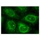 Matrilin-4 Antibody (F-2) - Immunofluorescence - Image 153162 