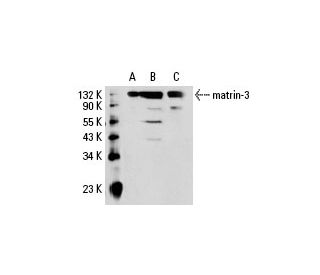 matrin3 Antibody (2539C3a) SCBT Santa Cruz Biotechnology