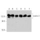 western blotting image from recommended matrin-3 (2539C3a) monoclonal antibody replacement. Image 368216