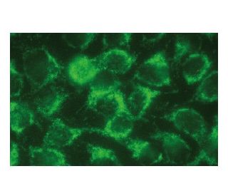 MAVS Antibody (E-3) | SCBT - Santa Cruz Biotechnology