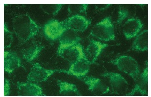 MAVS Antibody (E-3) | SCBT - Santa Cruz Biotechnology