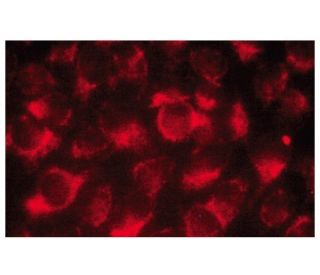 MAVS Antibody (E-3) | SCBT - Santa Cruz Biotechnology