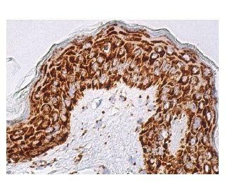 ひまページ MAVS Antibody (E-3) | SCBT - Santa Cruz Biotechnology