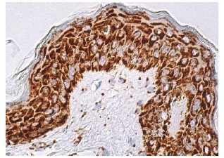 専用出品 MAVS Antibody (E-3) | SCBT - Santa Cruz Biotechnology