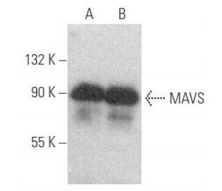 MAVS Anticuerpo (E-3) | SCBT - Santa Cruz Biotechnology