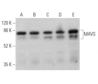 MAVS Antibody (E-3) | SCBT - Santa Cruz Biotechnology