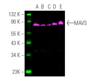 MAVS Antibody (E-3) | SCBT - Santa Cruz Biotechnology