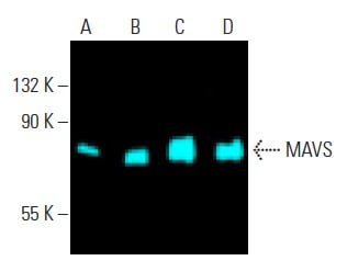 MAVS Antibody (E-3) | SCBT - Santa Cruz Biotechnology