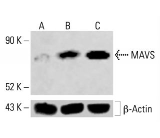 MAVS Antibody (E-6) - Western Blotting - Image 414265