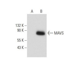 MAVS Antibody (E-6) - Western Blotting - Image 139125