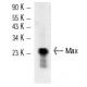 western blotting image from recommended Max (H-2) monoclonal antibody replacement. Image 12263