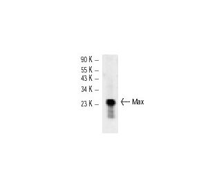 Max Antibody (H-2) - Western Blotting - Image 12263