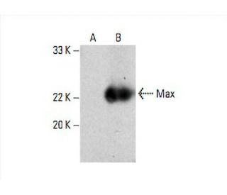 Max Antibody (H-2) - Western Blotting - Image 394399 