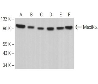 MaxiKα Antibody (B-1) - Western Blotting - Image 363727The Double Nickase Plasmid features a U6 promoter for sgRNA expression, a 20 nt targeting sequence, and a gRNA scaffold to guide Cas9n. It includes a CBh promoter for Cas9n (D10A) and puromycin resistance, GFP for transfection verification, and nuclear localization signals (NLS). The 2A peptide allows co-expression of Cas9n and Puro from a single promoter, enabling precise genome editing with reduced off-target effects.