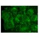 MaxiKα Antibody (B-1) - Immunofluorescence - Image 152348 