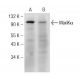 MaxiKα Antibody (B-1) - Western Blotting - Image 148996 
