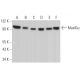 MaxiKα Antibody (B-1) - Western Blotting - Image 363727