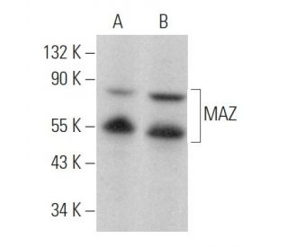 western blotting image from recommended MAZ (133.7) monoclonal antibody replacement. Image 378671