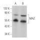 western blotting image from recommended MAZ (133.7) monoclonal antibody replacement. Image 378671