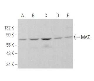 MAZ Antibody (133.7) - Western Blotting - Image 384359