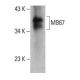 MB67 Antibody (C-12) - Western Blotting - Image 393520