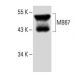 MB67 Antibody (C-12) - Western Blotting - Image 394300 