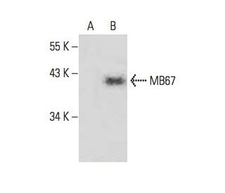 MB67 Antibody (H-3) - Western Blotting - Image 394296 