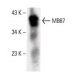 MB67 Antibody (H-3) - Western Blotting - Image 394297