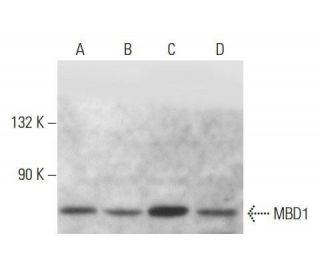 MBD1 Antibody (100B272.1) - Western Blotting - Image 14388