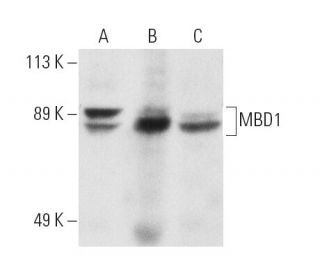 western blotting image from recommended MBD1 (B-5) monoclonal antibody replacement. Image 1504
